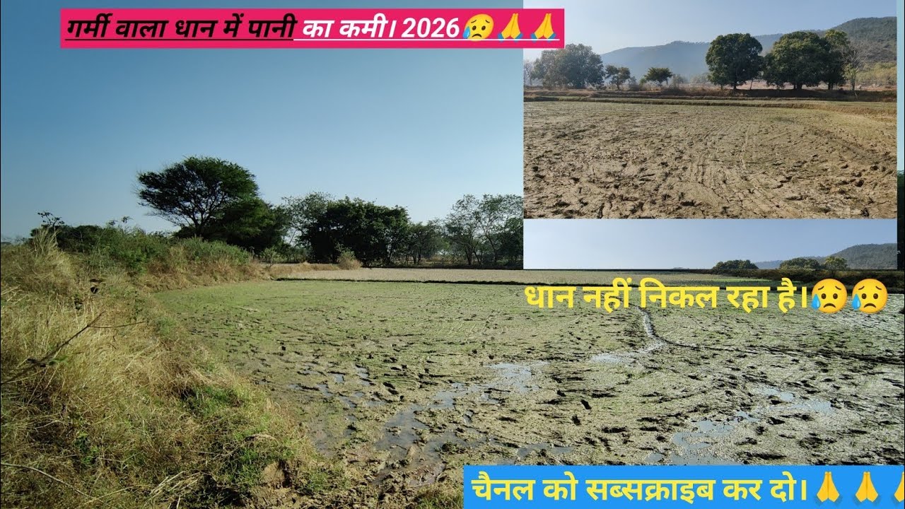 गर्मी फसल का धान।।😥😥नहीं नीकल रहा हैं। चैनल को कर देना सब्सक्राइब। 🙏🙏🙏