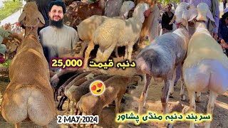 Dumba Mandi Peshawar New Updates 02/05/2024 | Cheap Price Balkhi Sheep Eid Ul Azha Izhar Ali Shah