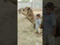 babies playing with camel mp3