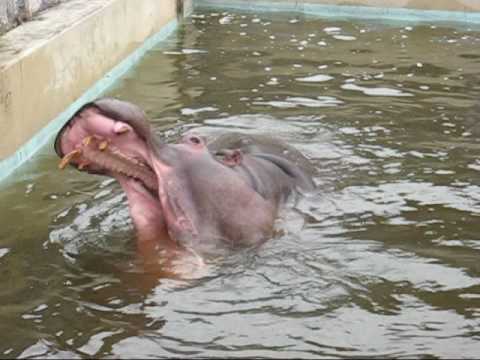 東武動物公園カバ ズーくん大暴れ Youtube