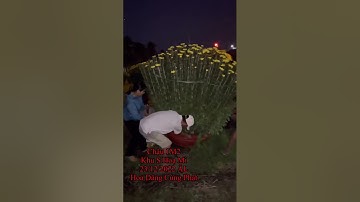 Hoa Cúc Đại Đoá Tết Ninh Giang Khánh Hòa A A NHÀN Video 2022 Hoa Cúc Dâng Cúng PHẬT Chùa ĐỨC HOÀ