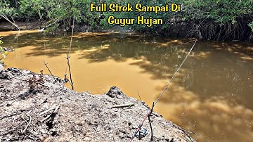 Mancing Sembilang Di Sungai Alam Umpan Cacing Nipah dan Udang Kupas Full Strek Sampai Di Giyur hujan