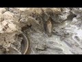 Eel Fishing .Amazing Hand Catching Big Eel  Fish in Hole Mud .