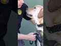 Reno dog wins award, K9 Cooper to assist El Dorado County, 30th Lake Tahoe Summit