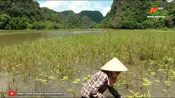 Độc đáo cánh đồng lúa chét ở Tam Cốc