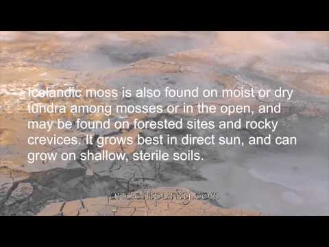 Video: Moss Tsetraria Icelandic - Indikasjoner For Bruk, Egenskaper