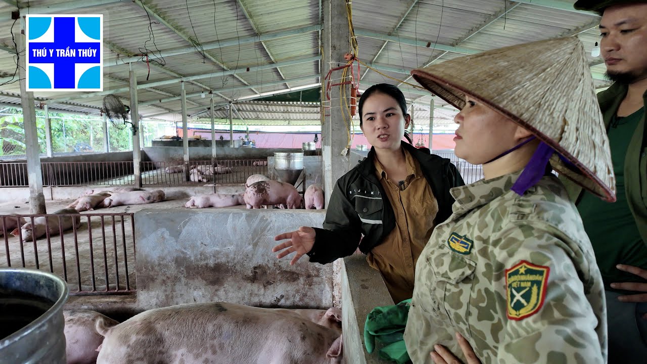 Đàn lợn bị tai xanh, ho, thở giật, sốt nằm la liệt