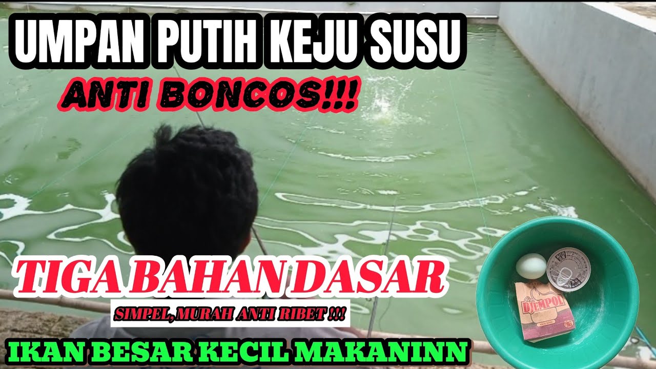 ANTI BONCOS‼️UMPAN PUTIH DADAKAN KEJU SUSU BAHAN MURAH SIMPEL CUKUP TIGA BAHAN DASAR