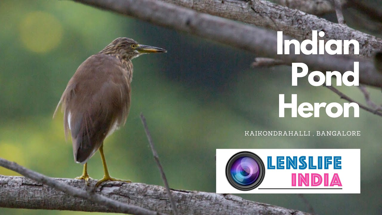 Indian Pond Heron | Indian Birds | Heron cleaning its feathers | LenslifeIndia | Kaikondrahalli Lake