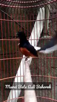 Murai Batu Bahorok Asli Body Tronton Volume Josss...