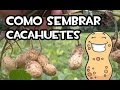 Como sembrar cacahuetes | Muy facil