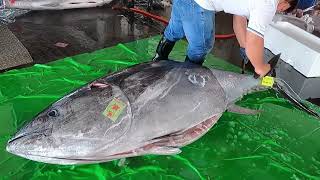 Over 300 kg of bluefin tuna fish bid for fast cutting processing