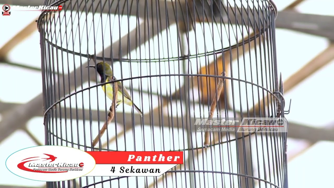 Aksi Sogon Phanter Yang Cetak Doble Winner‼️