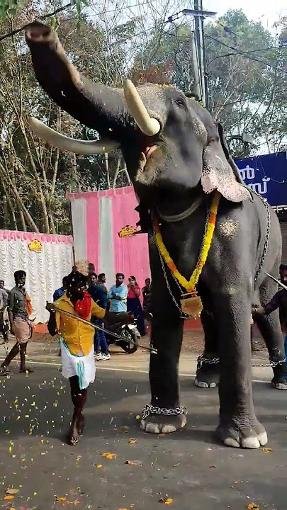 Elephant Salute | Super Kerala Elephant | Elephant Festival | Kerala Tourism Video | #Anayadi temple