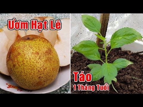 Video: Làm thế nào để trồng một cây lê từ hạt giống (có hình ảnh)