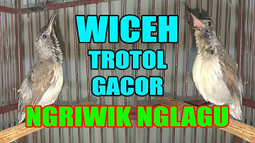 KOLIBRI KELAPA WICEH TROTOL GACOR NGRIWIK NGLAGU MENTAL JAHAT/PANCINGAN KOLAP