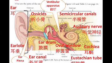 Form 3 Science Chapter 1 Stimuli and Responses part 4  mp4