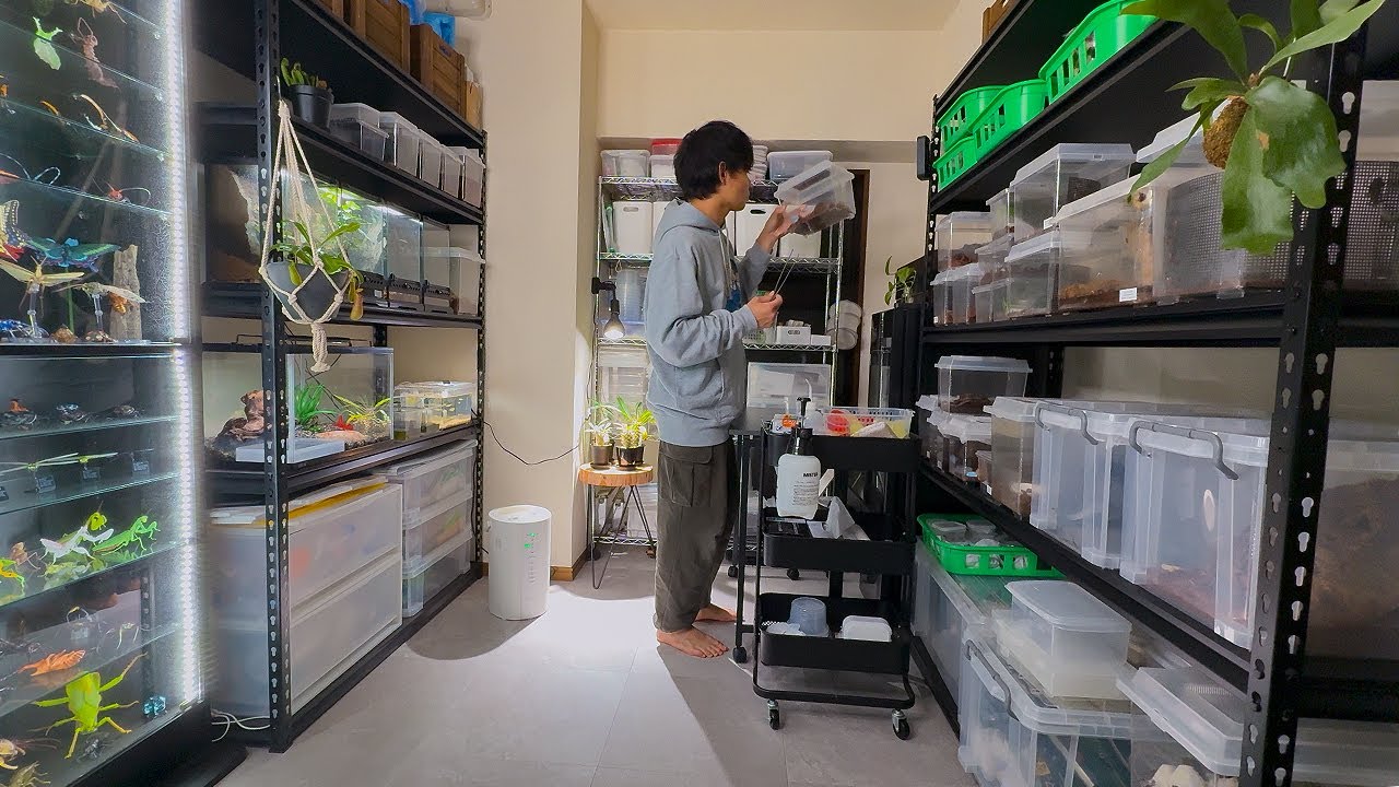 This insect YouTuber's room is filled with tons of insects and is so insane