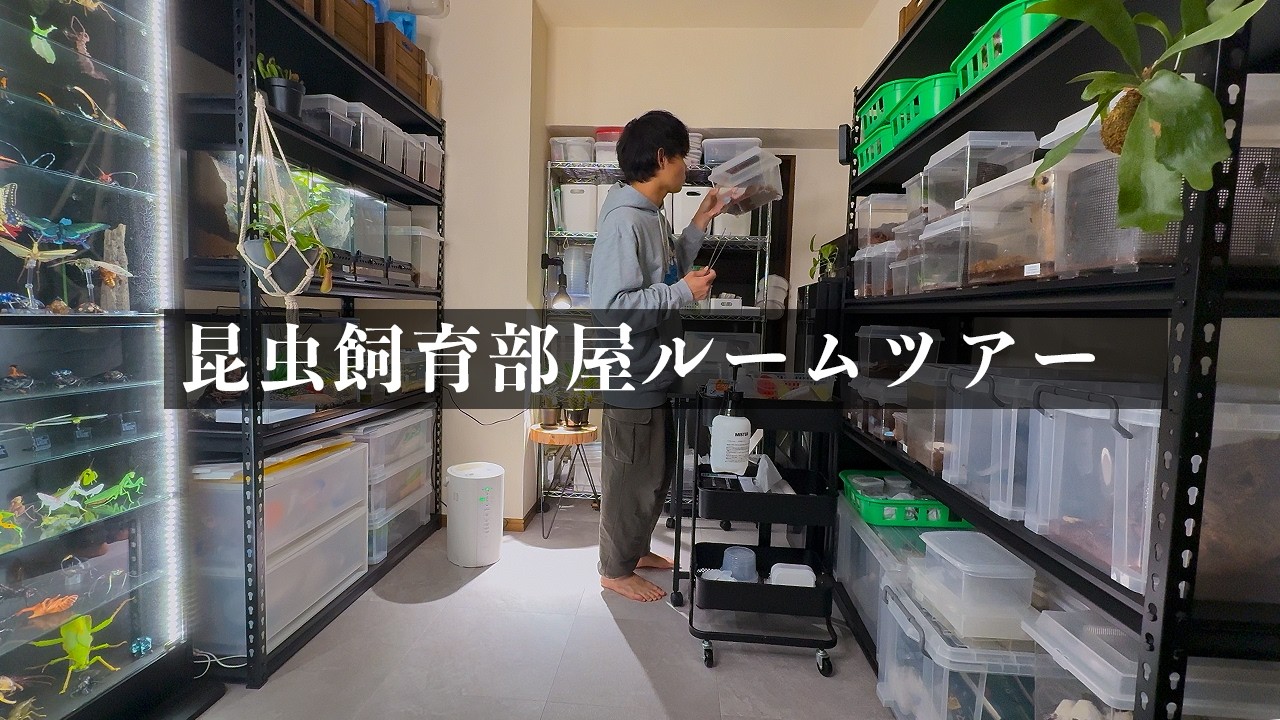 We bring you the insect YouTuber's breeding room - YouTube