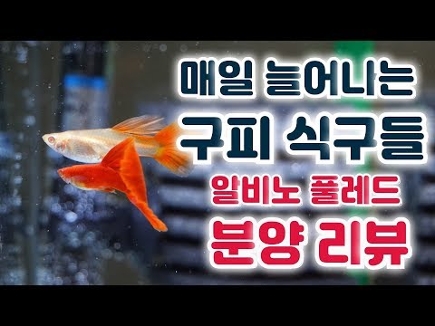 자꾸만 늘어나는 물고기 식구들/키우기 까다로운 알비노 풀레드 폭번 하기