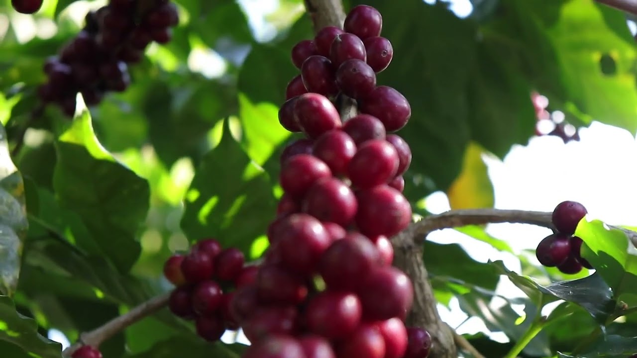 Fermentación anaeróbica del café, para mejorar calidad en taza