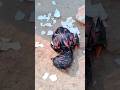 Aseel Murga Lovers Aseelmurga Aseel Chicken Birds Trending Viralvideo Shorts