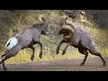 Rams Battles. Butting of Rams That Makes Mountains Tremble.