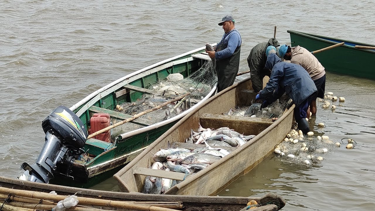 Pescas de bagres, 12-11-24, Projeto do Automonitoramento, Imbé, RS. # ...