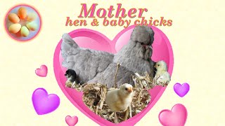 Mother hen and baby chicks, just being themselves - adorable