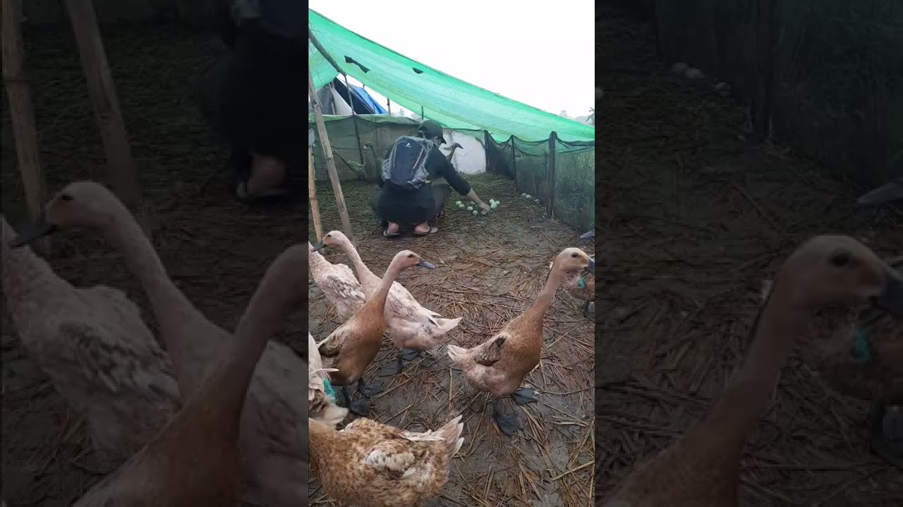 Pagi - pagi Panen Telur Bebek di Sawah 