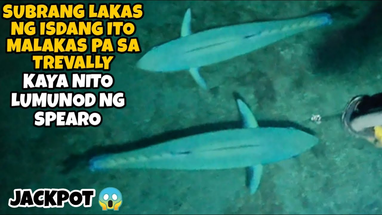 EP 208: SUBRANG LAKAS NG ISDANG ITO MALAKAS PA SA TREVALY KAYA NITO LUMUNOD NG SPEARO DOGTOOTH TUNA