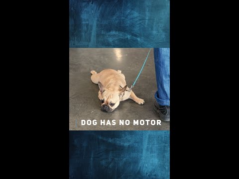 Video: Waarom is een hond lui?