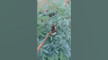 Eastern Giant Swallowtail caterpillar defenses!