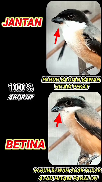 perbedaan cendet jantan dan betina #shorts #burung #salamkicaumania  #cendet