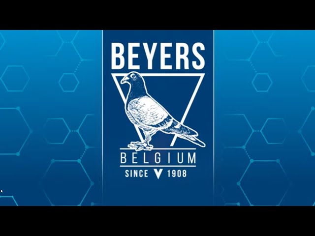 BEYERS DUTCH OLYMPIAD PIGEONS THE NETHERLANDS - MAASTRICHT 2024