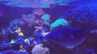 Hey everyone! My next video will be about starting a reef, the way I was taught 27 years ago.