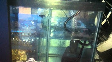 eshopps PF-300 overflow / Refugium / 40 gallon reef tank