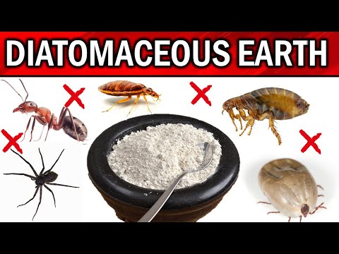 How to Use Diatomaceous Earth for Pest Control - FLEAS, TICKS, BEDBUGS, COCKROACHES, DOGS &