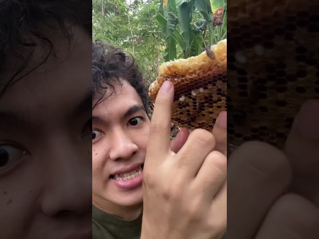 Tantangan makan madu dari rumah lebahnya langsung 😱😱🤤 #shorts class=