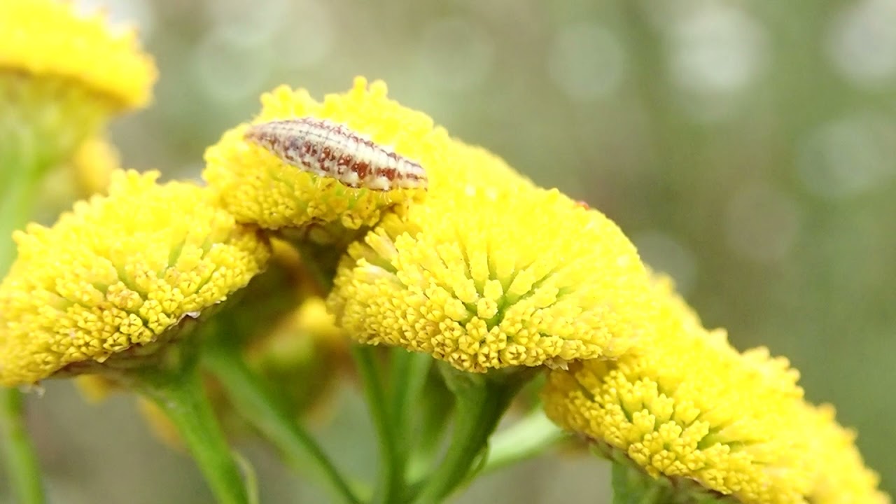 Tajemniczy świat owadów: Nasi niedoceniani sprzymierzeńcy w ochronie roślin przed szkodnikami