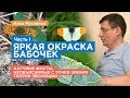 Яркая Окраска Бабочек | Научные факты, необъяснимые с точки зрения теории ЭВОЛЮЦИИ. Часть 1.