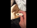 猫の体温測定