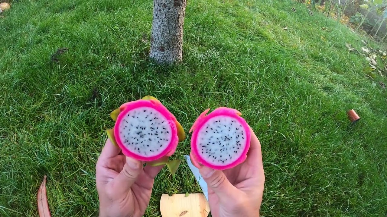 Finalmente provámos as PITAYAS !!!