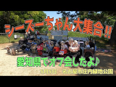 【シーズー】シーズーちゃん大集合！！愛知県でオフ会やったよ♪#庄内緑地公園#名古屋市#多頭飼い