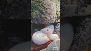 cute snake yawning tik tok cute snake yawning tik tok