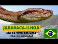 JARARACA-ILHOA! UMA SERPENTE VENENOSA E RARA! ESSA COBRA SÓ VIVE EM UMA ILHA NO BRASIL! QUE ANIMAL!