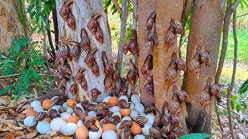 Top amazing - pick a lot of duck eggs and snails under tree at field by hand a farmer skills