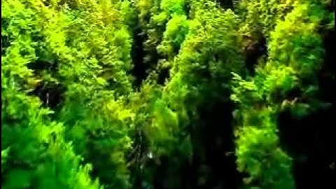 تلاوه تثلج الصدر للشيخ ادريس ابكر