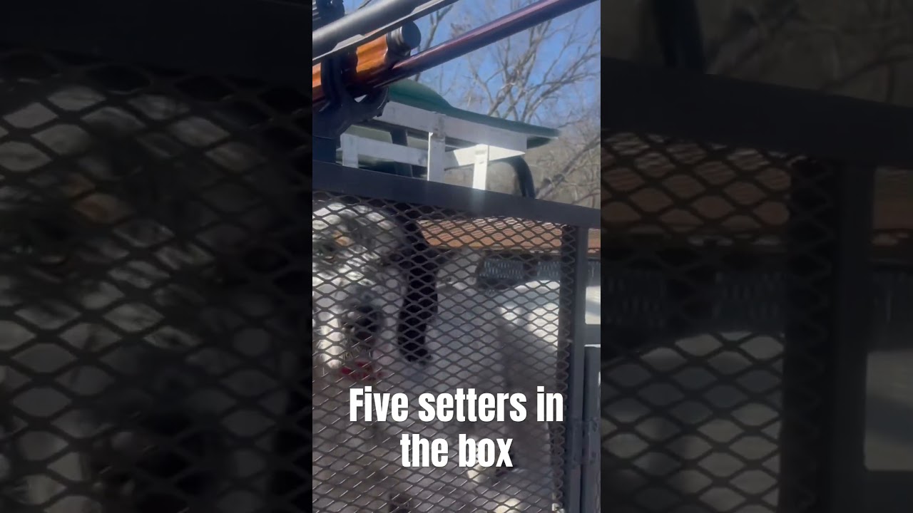 English setters ready to hunt 