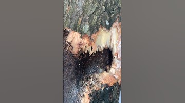 Xử lý cây xoài bị sâu đục thân p2